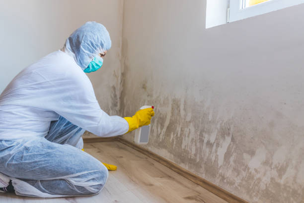 Licensed Basement Mold Remediation service in Medina, MN - Car Mold Remediation