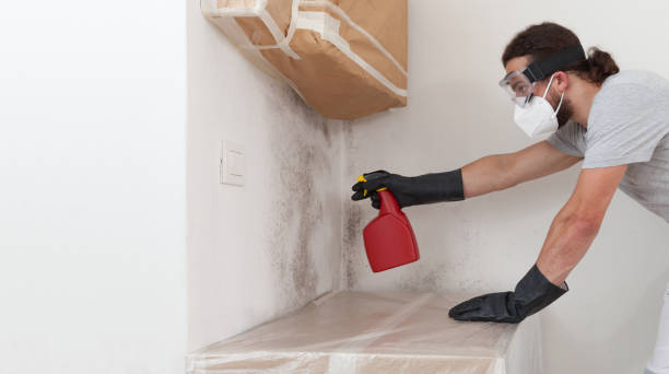 Professional Basement Mold Remediation technician working in Medina, MN