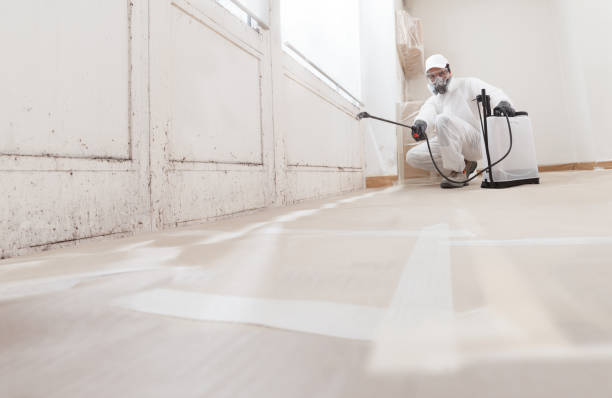 24/7 Emergency Basement Mold Remediation experts in Medina, MN